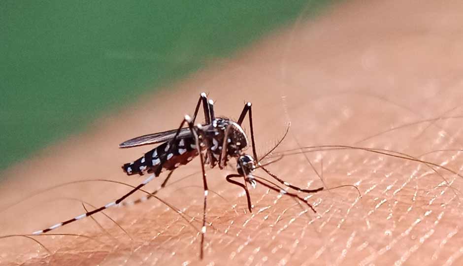 12 Home Remedies for Dengue