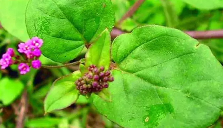 papaya leaf juice,goat milk,extract of giloy plant,juice of guava,punarnava,home remedies,home remedies to treat dengue,dengue,Health tips,fitness tips