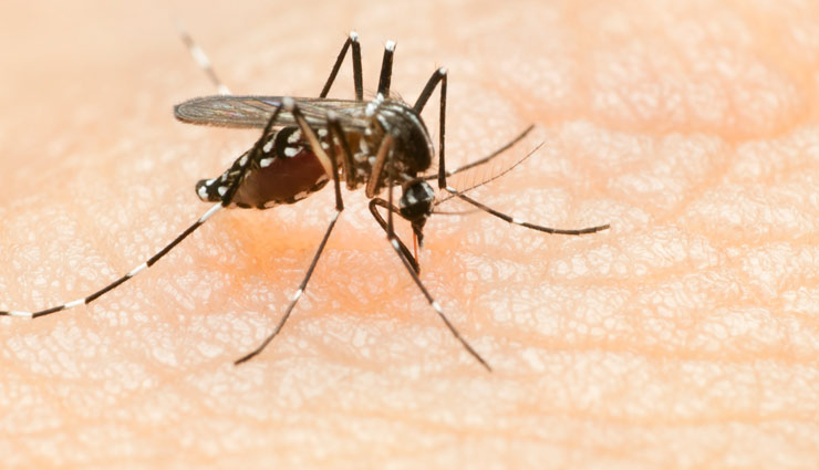 बढ़ रहा है डेंगू और चिकनगुनिया का खौफ, ये घरेलू चीजें करेंगी आपका बचाव 