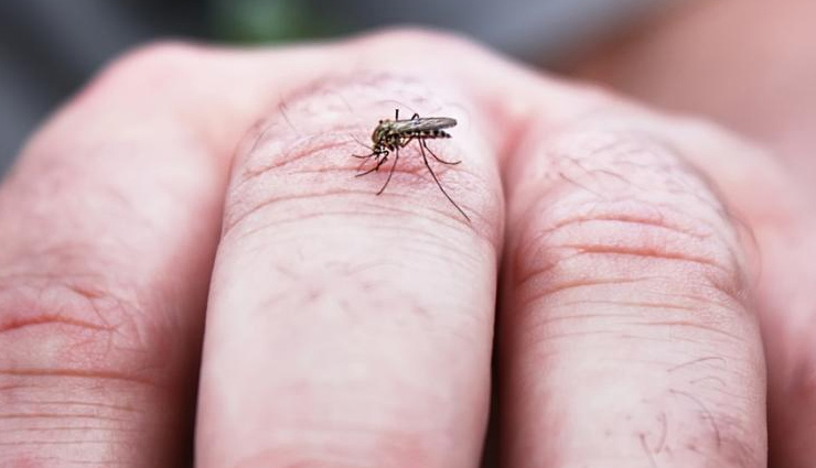कई खतरनाक बीमारियों का कारण बनते हैं मच्छर, शुरू कर दीजिए सावधानी बरतना mosquito-borne diseases and precautions,protecting against mosquito-borne illnesses,dangers of mosquitoes and disease prevention,mosquito-borne infections and preventive measures,preventing diseases transmitted by mosquitoes,mosquito-borne illness prevention tips,importance of mosquito precautions for health,mosquito-borne diseases and proactive measures,safeguarding against mosquito-borne viruses,taking precautions against mosquito-related diseases