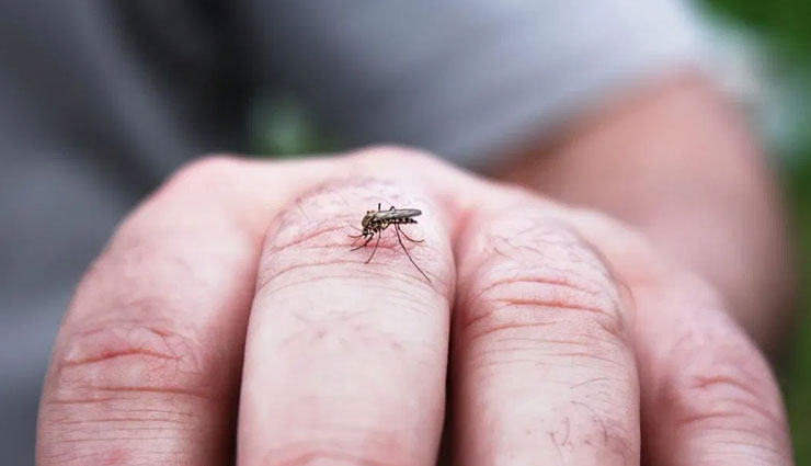 home remedies,home remedies for dengue fever,dengue fever,Health tips,fitness tips,fever cure tips