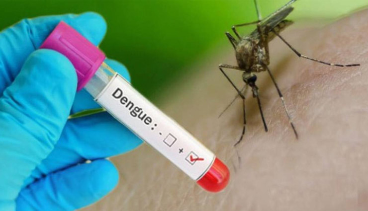राजस्थान में डेंगू से हालत खराब, एक दिन में मिले 593 रिकॉर्ड मरीज; जयपुर, कोटा, झालावाड़, करौली, अलवर में हालात बेकाबू 