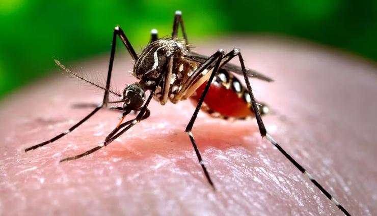 5 Traditional Home Remedies You Can Try To Treat Dengue at Home