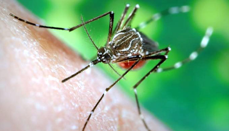 खतरनाक डेंगू बनती जा रही है महामारी, इन तरीकों से करें अपना बचाव Health tips,dengue disease,rescue of dengue,simple health tips