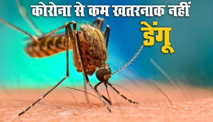 National Dengue Day 2020 : जानलेवा हो सकता हैं डेंगू, जानें लक्षण, बचाव और उपाय