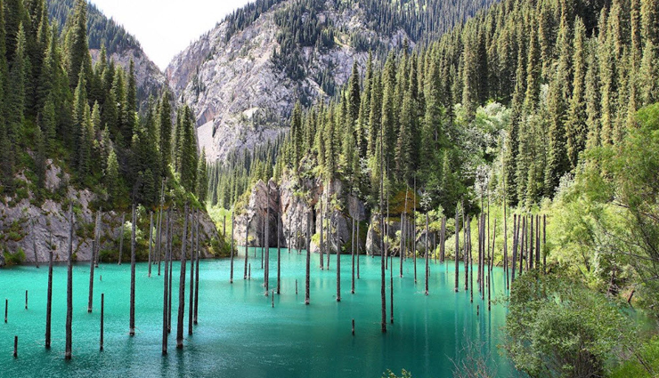 dense forests,densely forests in the world