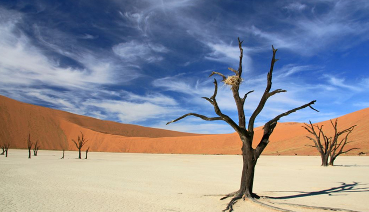 dense forests,densely forests in the world