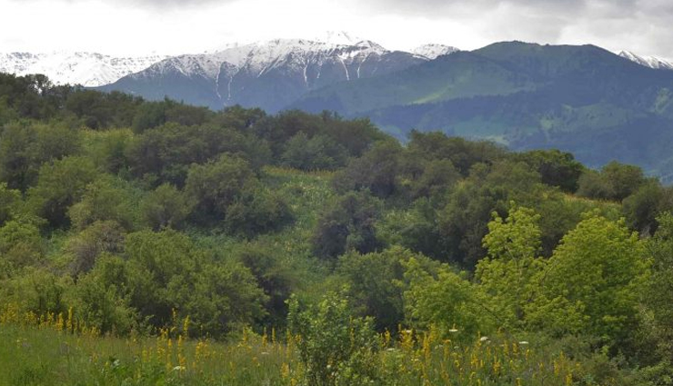 dense forests,densely forests in the world