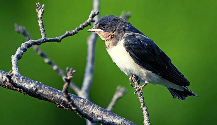 chakrata tourist places,best places to visit in chakrata,chakrata uttarakhand attractions,chakrata sightseeing spots,chakrata travel destinations,chakrata weekend getaways,chakrata hill station,chakrata natural beauty,chakrata adventure activities,chakrata trekking spots,chakrata camping sites,chakrata scenic views,chakrata historical sites,chakrata offbeat places,chakrata travel guide