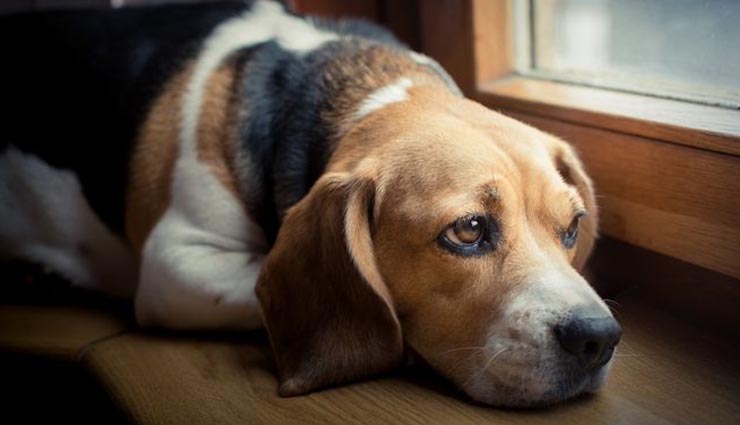 5 signs your dog shows that he is depressed,health tips for dogs