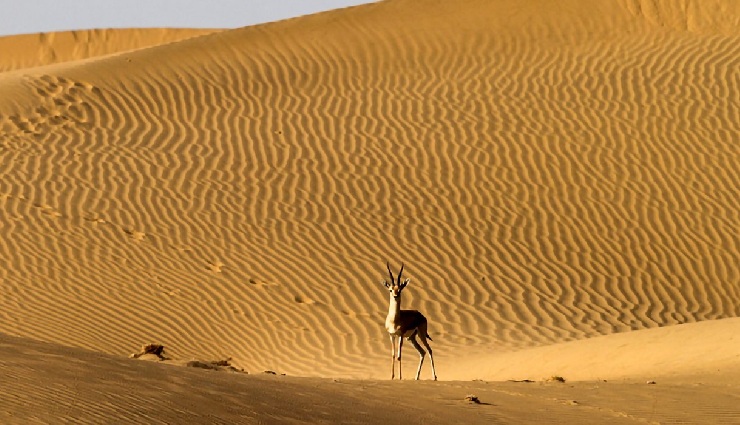 national parks in rajasthan,wildlife sanctuaries rajasthan,rajasthan wildlife,top national parks rajasthan,wildlife tourism rajasthan,rajasthan nature reserves,explore rajasthan parks,wildlife safaris rajasthan,rajasthan natural beauty