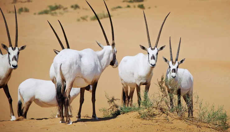 national parks you can visit in rajasthan,rajasthan tourism,rajasthan travel