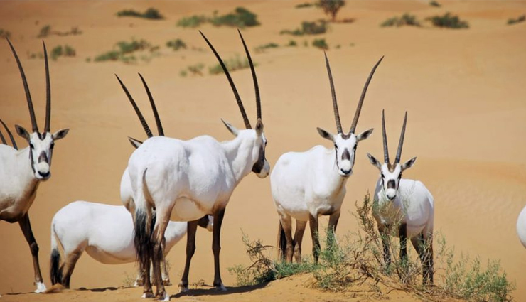 tourist places in jaisalmer,best places to explore in jaisalmer,jaisalmer tourist attractions,top jaisalmer sightseeing spots,jaisalmer travel destinations,jaisalmer landmarks and landscapes,historical sites in jaisalmer,jaisalmer fort and beyond,desert adventures in jaisalmer,jaisalmers iconic tourist spots