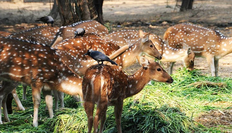 10 wildlife sanctuaries near jaipur,wildlife sanctuaries near jaipur,best wildlife parks near jaipur,ranthambore national park,sariska tiger reserve,keoladeo national park,ramgarh vishdhari wildlife sanctuary,jhalana safari park,nahargarh biological park,jamwa ramgarh wildlife sanctuary,keladevi wildlife sanctuary,tal chhapar wildlife sanctuary,desert national park,jaipur nature destinations,wildlife experiences near jaipur,wildlife tourism rajasthan