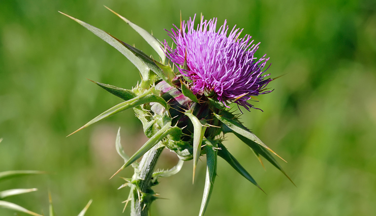 detoxification,herbs for detoxification,Health tips,healthy herbs,herbs to eat,fitness tips