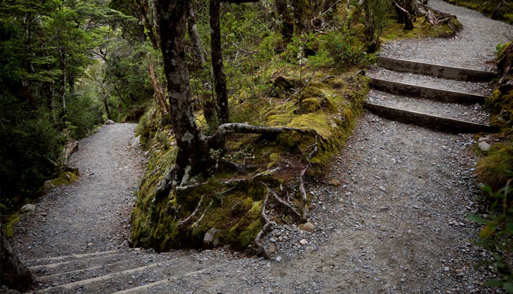 new zealand,short walk tracks,short walk tracks in new zealand,new zealand travel,travel tips,travel advisory