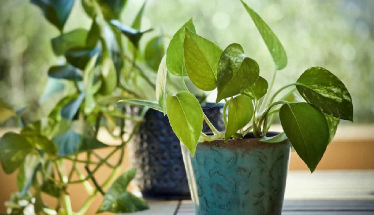 indoor plants for lung health,lung-friendly houseplants,air-purifying indoor plants,plants to improve indoor air quality,lung health and indoor gardening,indoor plants for respiratory health,houseplants for clean air,best indoor plants for lung health,lung-supporting houseplants,indoor plants for cleaner breathing