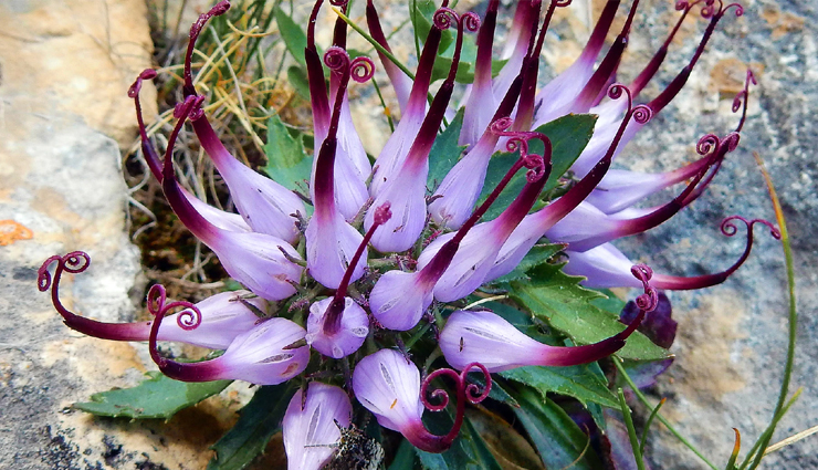 hives,hives treatment,home remedies to treat hives,hives treatment at home,Health,Health tips