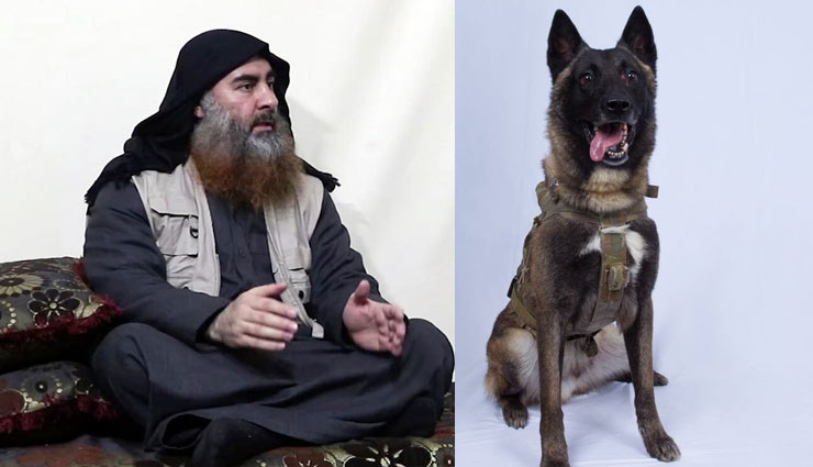  अबु बकर अल-बगदादी को खत्म करने में इस कुत्ते ने निभाई  थी अहम भूमिका, ट्रम्प ने की तारीफ