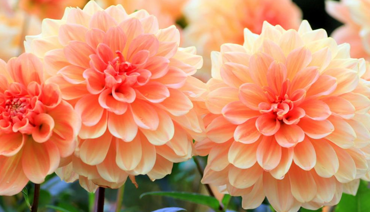 roses look-alike flowers,flowers similar to roses,rose-like blooms,dahlia vs. rose,peony and rose comparison,tulip vs. rose,carnation resembling rose,gardenia vs. rose,ranunculus and rose comparison,flowers with rose-like petals,rose-like blossoms,rosesque flowers,flowers that resemble roses,identifying flowers similar to roses,flowers that look like roses,rose-mimicking blooms,flowers often mistaken for roses,recognizing rose-like flowers,flowers with rose-like characteristics,floral varieties resembling roses