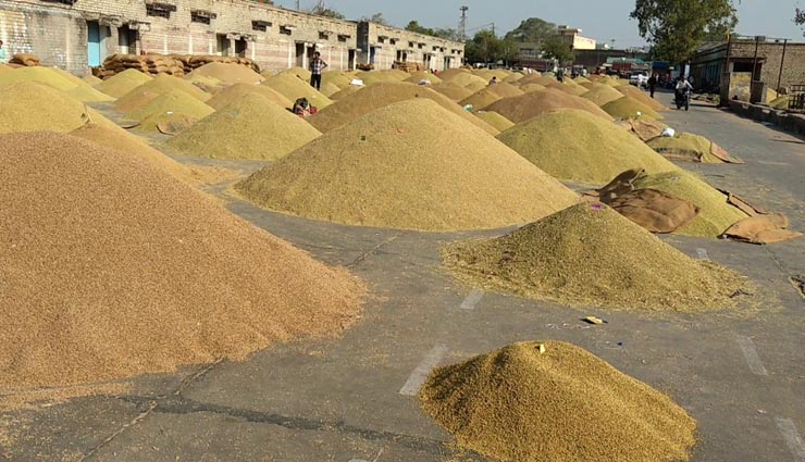 राजस्थान में तय हुई गेहूं की MSP, पिछले साल के मुकाबले 50 रूपये ज्यादा में किसानों से गेहूं खरीदेगी सरकार