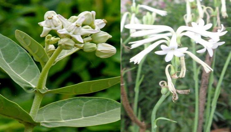 पौधे जो बना सकतें है आपको मालामाल...