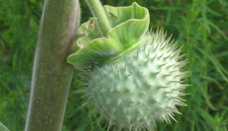 mahashivratri 2019,shiv puja,shiv bhakti,shivratri 2019,worship shiva,worship shiv,puja,bhakti