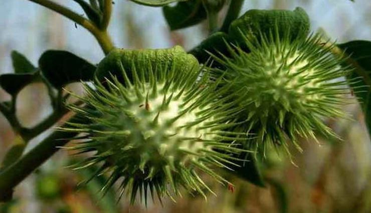 vastu tips,vastu tips in hindi,sawan 2020,sawan vastu tips