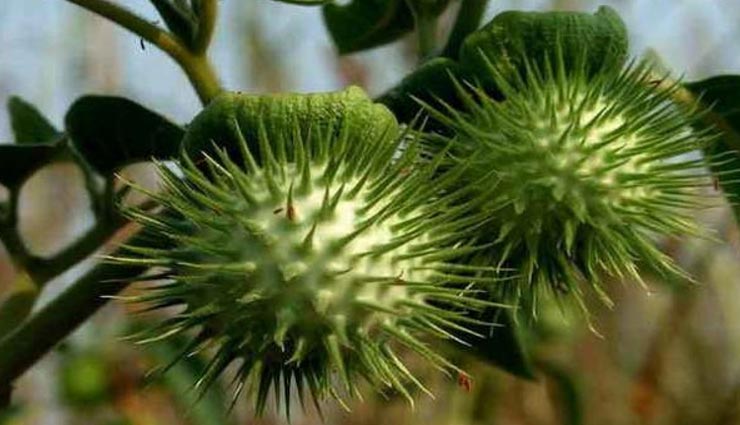 vastu tips,vastu tips in hindi,sawan,sawan special,sawan 2020,lord shiva