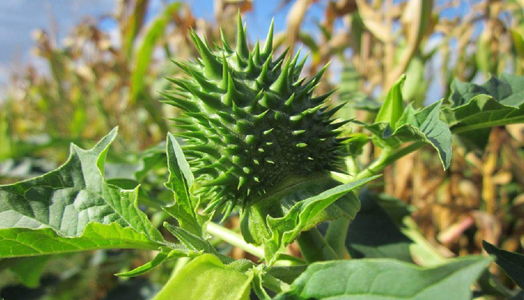 इन 8 पौधों में माना जाता हैं दैवीय शक्तियों का वास, घर में होता हैं खुशियों का आगमन vastu tips,vastu tips in hindi,plants bring positivity,positivity in life