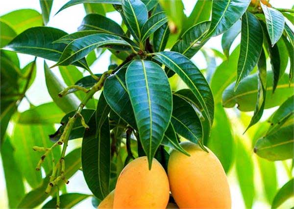 डायबिटीज का रामबाण इलाज है आम के पत्ते, जानें इनके नायाब फायदे diabetes,mango leaves,Health tips,control blood sugar,pain relief