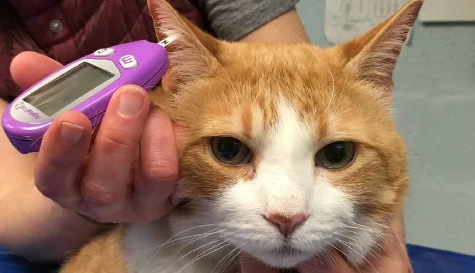 8 Effective Tips To Prevent Diabetes in Your Cat