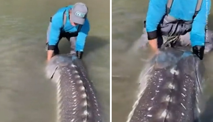 नदी में अचानक मिला 'जीवित डायनासोर', वीडियो आया सामने