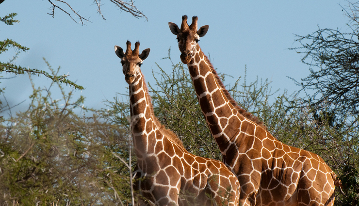 wildlife sanctuaries,wildlife sanctuaries to visit in india,places to visit in india,india