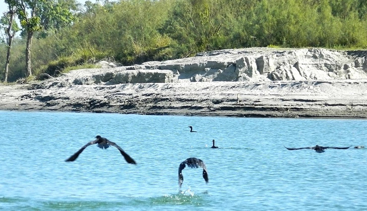 लुप्तप्राय प्रजातियों और जैविक विषमताओं को समेटे हुए - डिब्रू सैखोवा नेशनल पार्क