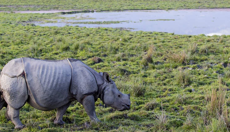 national parks,national parks in north east india,india national park,india tourism,kanchendzonga national park,kaziranga national park,dibru-saikhowa national park,manas national park,nameri national park,orang national park,travel,holidays,travel guide