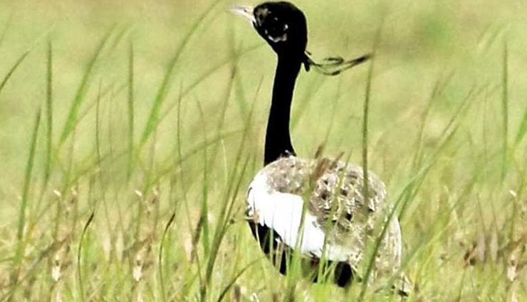 north east india national parks,wildlife sanctuaries in north east india,best national parks in north east india,north east india biodiversity hotspots,famous national parks in north east india,north east india wildlife tourism,bird watching in north east india national parks,trekking in north east india national parks,endangered species in north east india,conservation efforts in north east india national parks,north-eastern region of india,brahmaputra,himalayan mountain ranges,seven sisters,national parks,wilderness,dense jungles,species,elephant safari,kaziranga national park,assam,great one-horned rhinoceros,tigers,elephants,kanchendzonga national park,sikkim,alpine meadows,snow leopard,himalayan tahr,red panda,himalayan monal pheasant,manas national park,water buffalo,deer,langur,dibru-saikhowa national park,wetlands,marshes,white-winged wood duck,bengal florican,orang national park,great indian one-horned rhinoceros,royal bengal tiger,pygmy hog,elephants,water buffaloes,porcupines,dolphins,nameri national park,hornbills,ibis,white-winged wood duck,tigers,leopards,dholes,sambar,hog deer,sloth bear,balphakram national park,garo hills,bird watchers,colorful birds,dense jungles,treetops