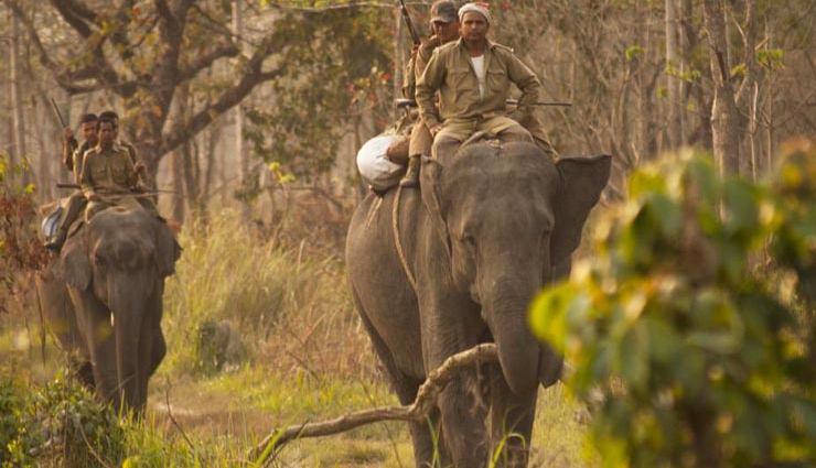 elephant safari,elephant ride,wildlife exploration,elephant safari adventure,elephant safari experience,elephant-back safari,elephant tour,elephant safari destinations,elephant safari tips,wildlife encounters on elephant safari,elephant safari attractions,unique wildlife experiences,elephant safari rides,wildlife tourism,wildlife conservation