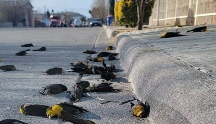 VIDEO : हुआ कुछ ऐसा कि एकसाथ हो गई हजारों पक्षियों की मौत, नजारा देख सहम जाएंगे आप 