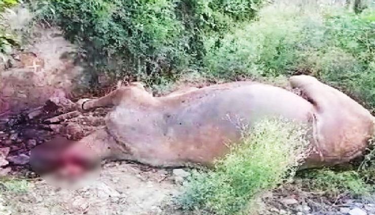 उदयपुर : पुलिस लाइन के पास पड़ा मिला राजकीय पशु ऊंट का शव, धड़ था लेकिन गर्दन गायब