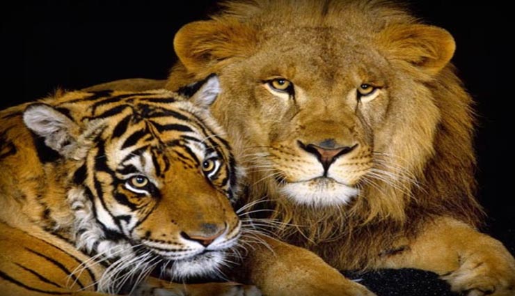 difference between lion and tiger,facts related lion,facts related tiger,lion and tiger,amazing facts ,शेर और बाघ में अंतर, शेर से जुड़े फैक्ट्स, बाघ से जुड़े फैक्ट्स, शेर और बाघ, रोचक तथ्य