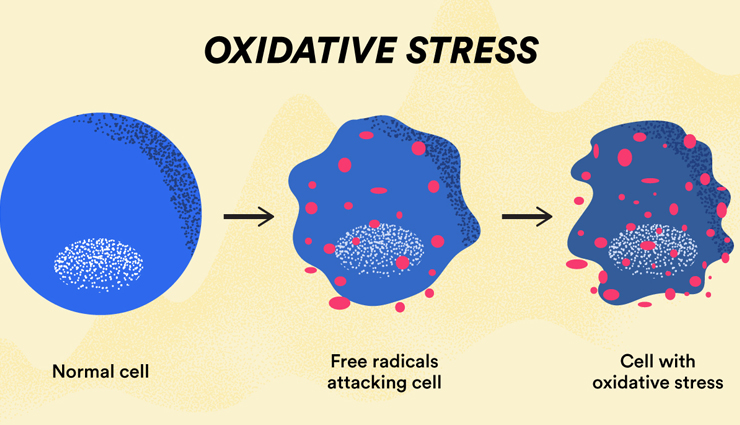 dill during pregnancy,pregnancy health tips,fitness tips health benefits of dill