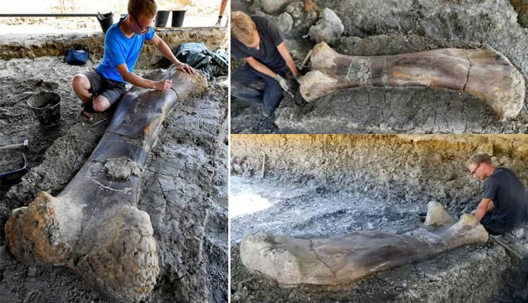 फ्रांस : डायनासोर की 1400 लाख साल पुरानी 6.6 फीट लंबी जांघ की हड्डी मिली