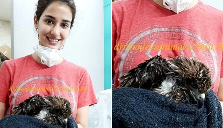 दिशा पाटनी ने सड़क पर पड़ी घायल चील को बचाया, फैंस ने की जमकर तारीफ 