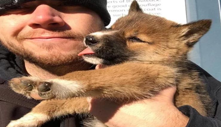 कुत्ते के डीएनए टेस्ट से हुआ चौकाने वाला खुलासा, प्रशासन ने उठाया बड़ा कदम weird news,weird incident,dna test of dog,australian dingo