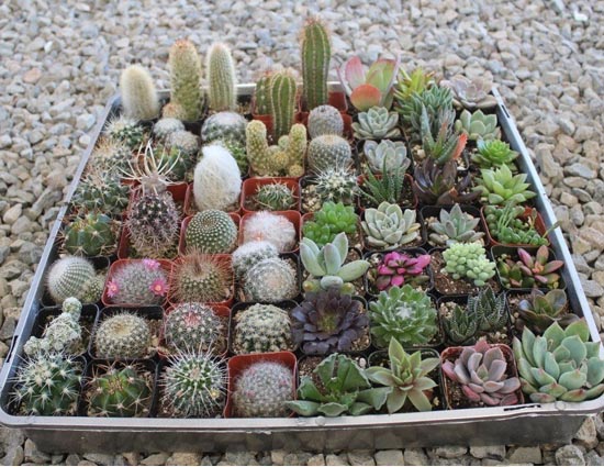 घर में भूलकर भी न लगाएं ये पौधे वरना आ सकती है मुसीबत