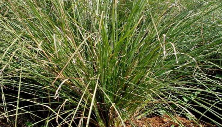 astrology tips,astrology tips in hindi,shraddha 2020,shraddha rules