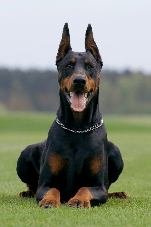 dangerous breeds of dogs,dog breeds,types of breeds of dogs