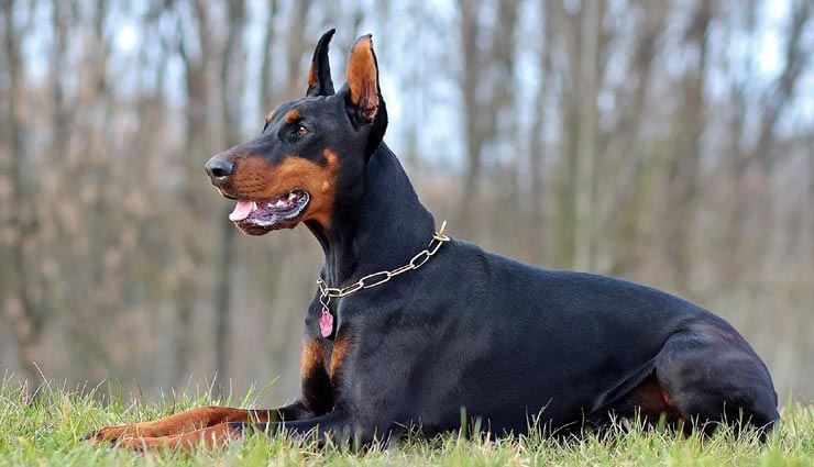 weird dogs,dangerous dogs,world most dangerous dogs,banned on dogs