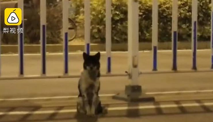 रोड एक्सिडेंट में मालिक की हो गई थी मौत, 80 दिनों से कुत्ता कर रहा है उसका इंतज़ार, VIDEO